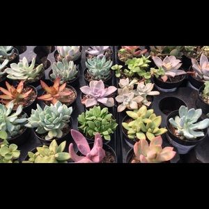 Meet your Posher, Alivia